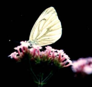 Vlindertuin:vlinder: koolwitje