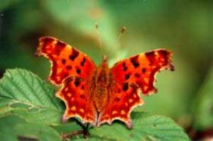 Vlindertuin:vlinder: aurelia